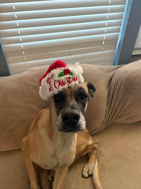 Chloe Sunshine, a ADOPTABLE mixed breed in San Antonio, TX image 4/6