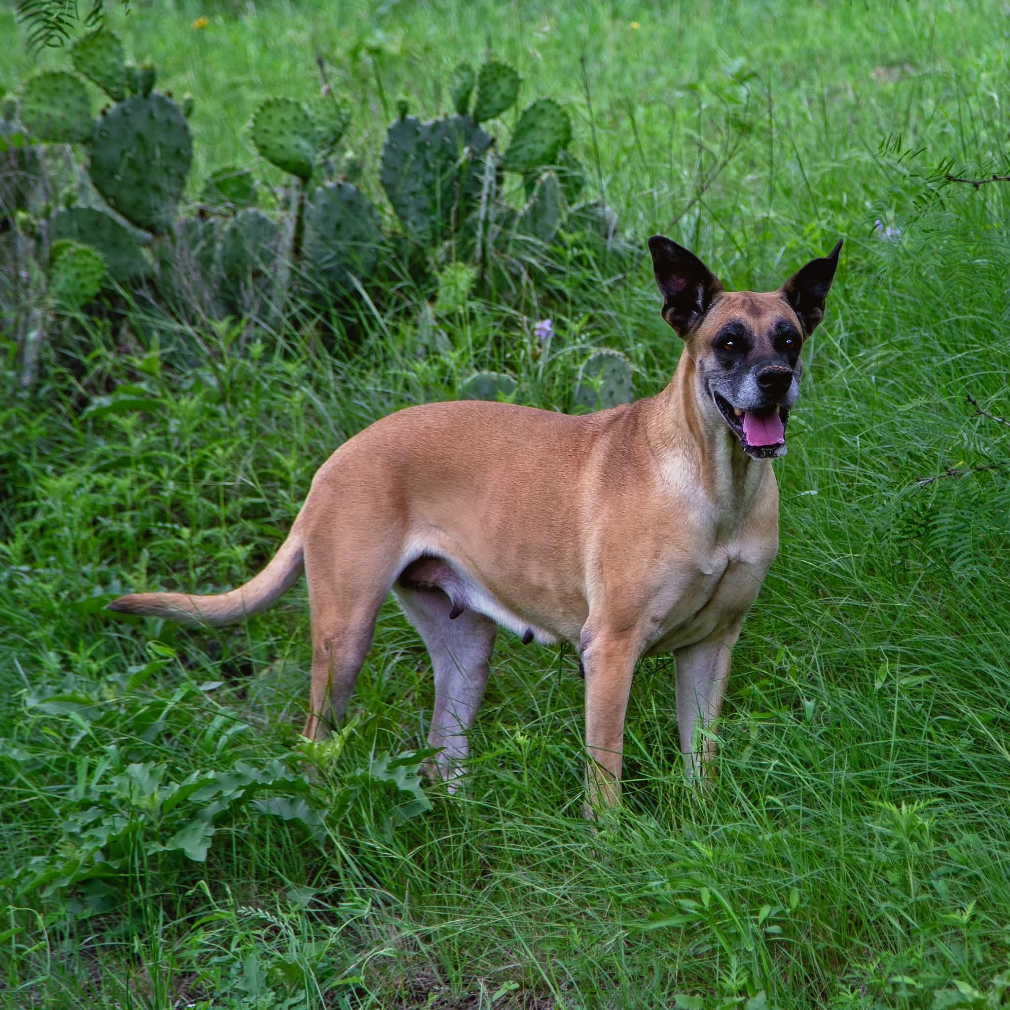 Enlarge Chloe Sunshine, a ADOPTABLE mixed breed in San Antonio, TX image 3/6