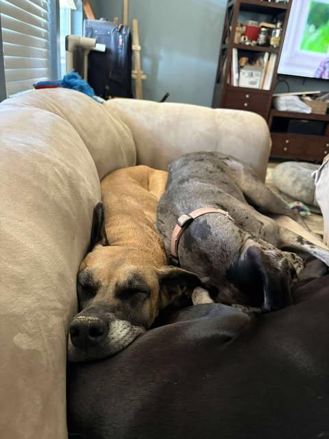 Chloe Sunshine, a ADOPTABLE mixed breed in San Antonio, TX image 3/6