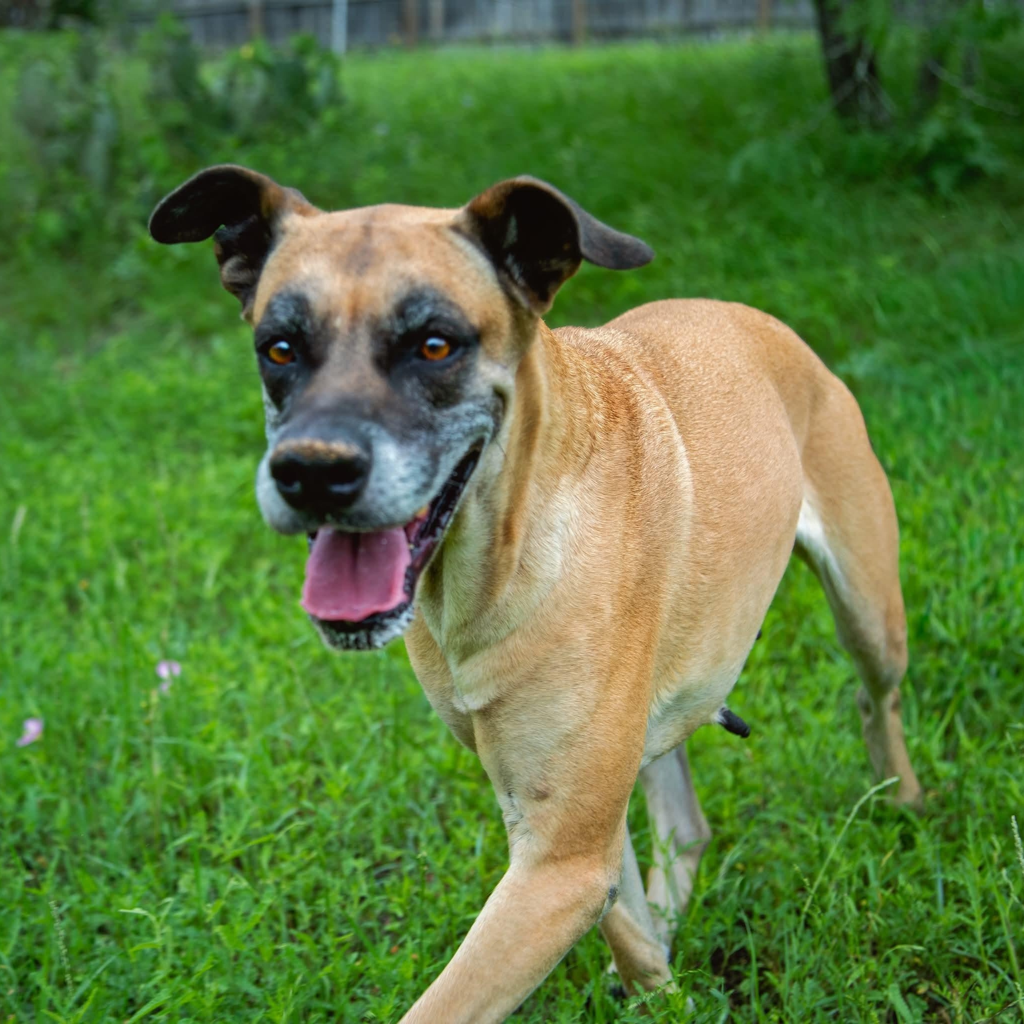 Chloe Sunshine, ADOPTABLE, Adult Female Great Dane.