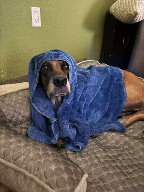 Chloe Sunshine, a ADOPTABLE mixed breed in San Antonio, TX image 5/6