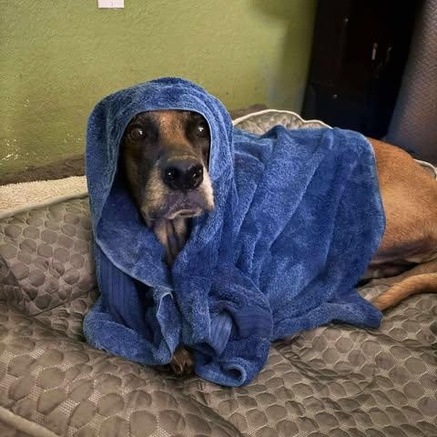 Enlarge Chloe Sunshine, a ADOPTABLE mixed breed in San Antonio, TX image 5/6