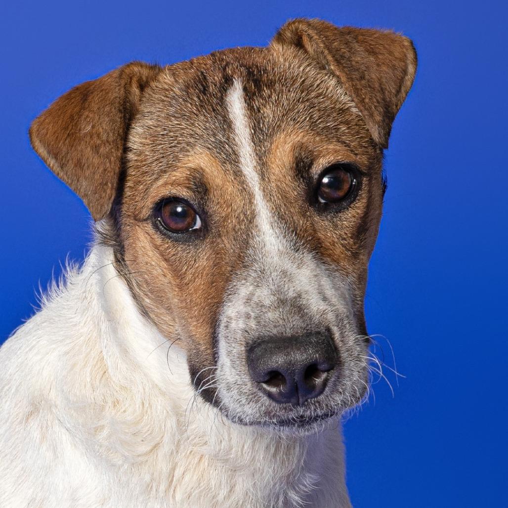 Gideon, a Adoptable mixed breed in Leander, TX image 1/3