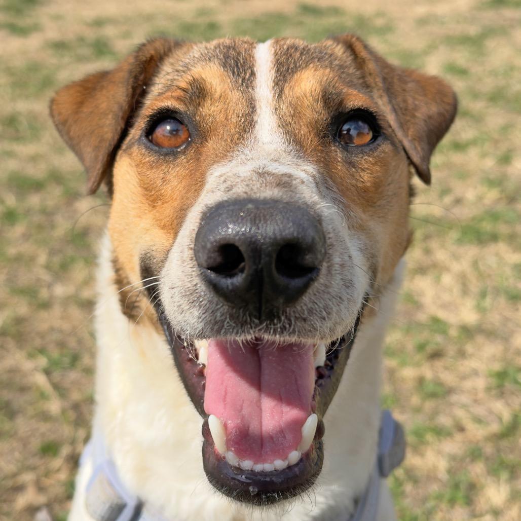 Enlarge Gideon, a Adoptable mixed breed in Leander, TX image 2/6