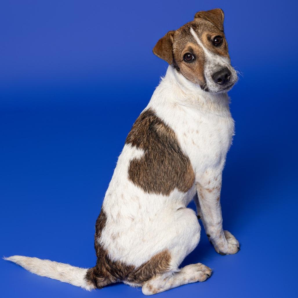 Gideon, a Adoptable mixed breed in Leander, TX image 2/3