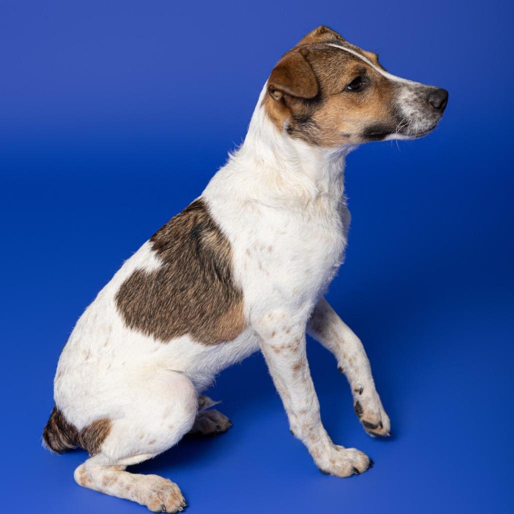 Gideon, a Adoptable mixed breed in Leander, TX image 3/3