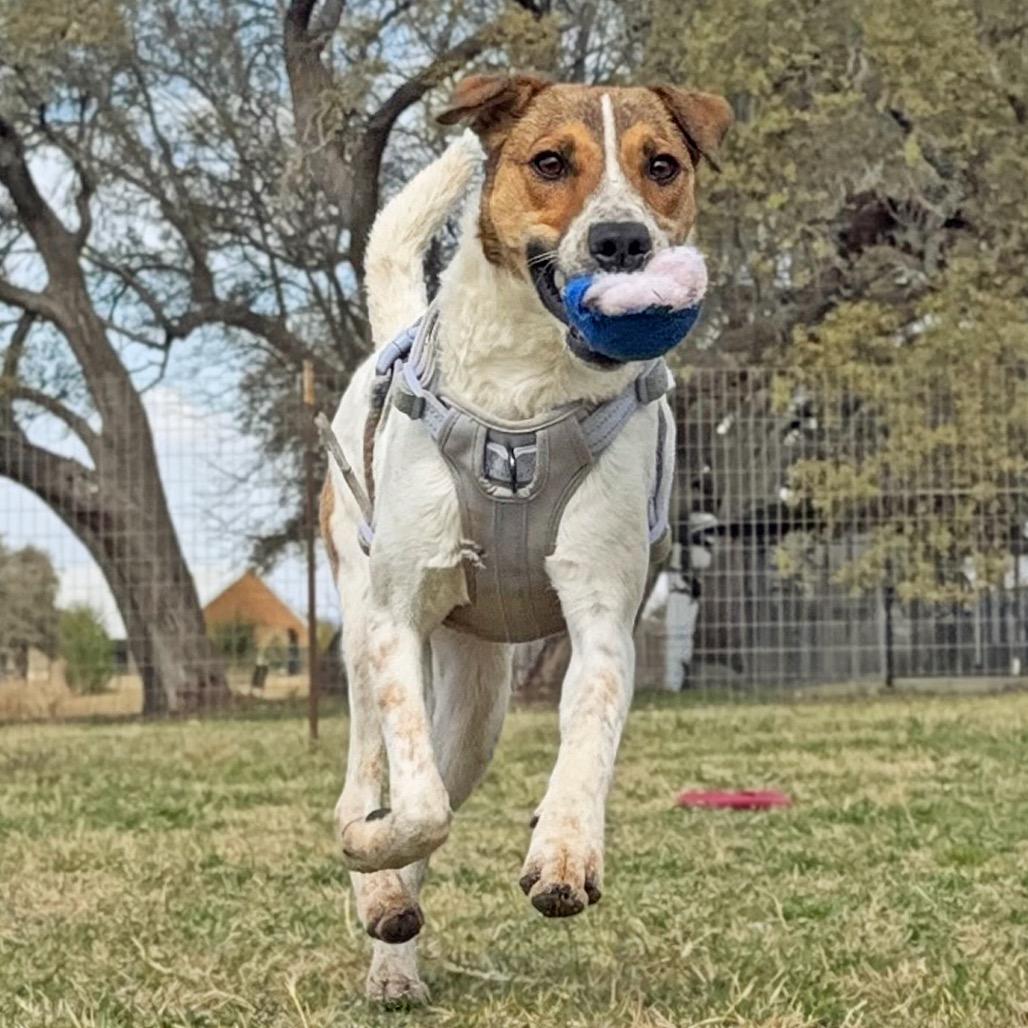 Enlarge Gideon, a Adoptable mixed breed in Leander, TX image 5/6