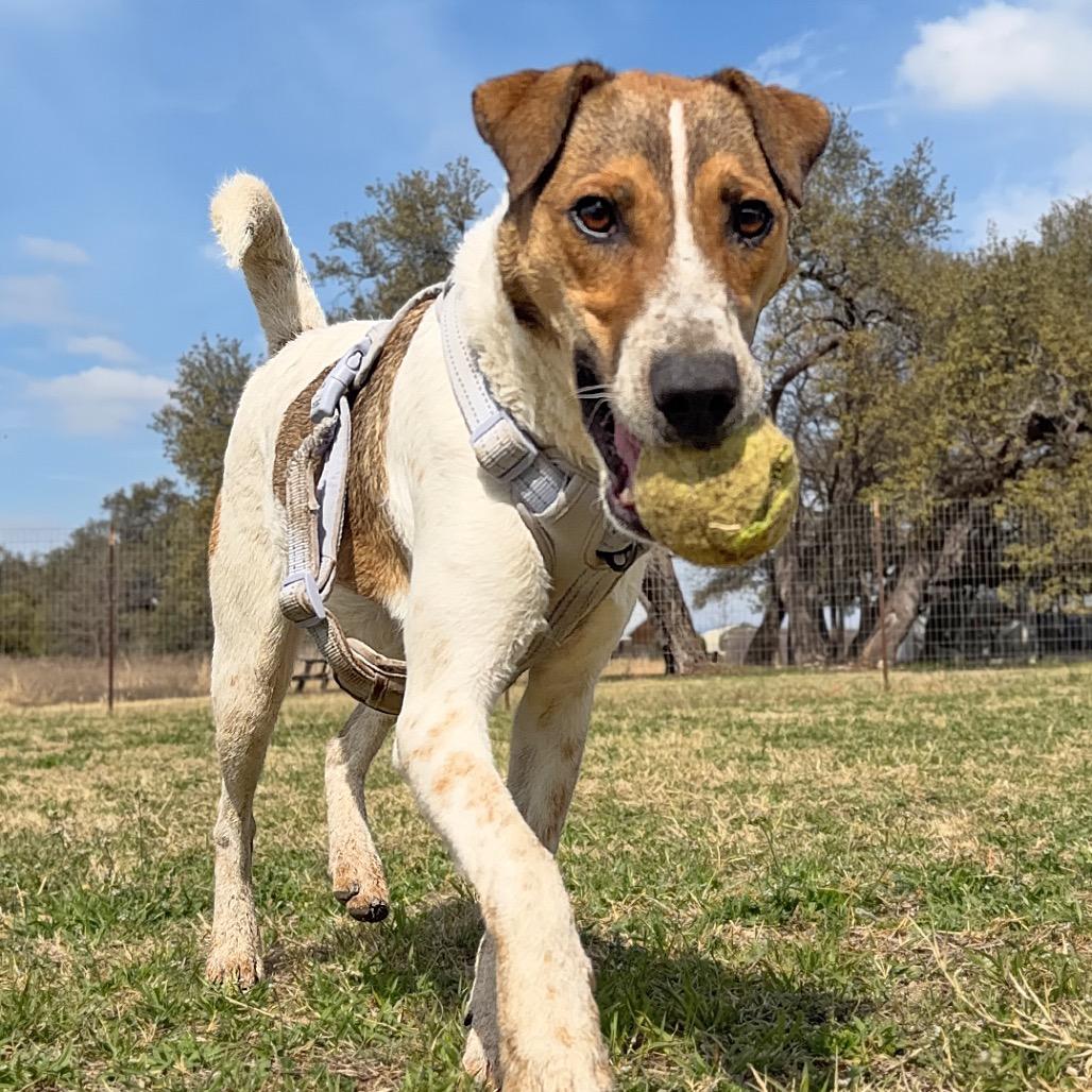 Enlarge Gideon, a Adoptable mixed breed in Leander, TX image 6/6