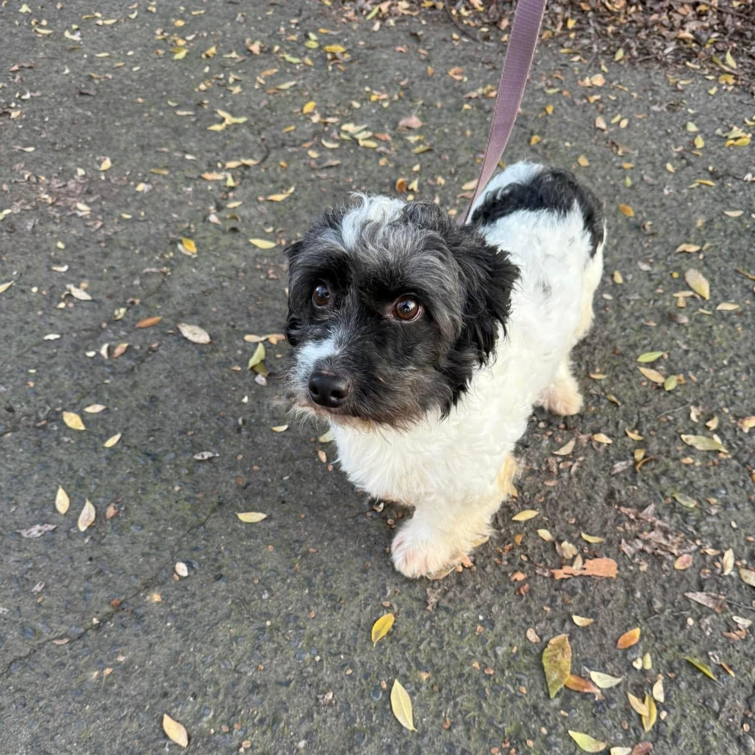 Nibblers and Petrie, Adult Male Poodle