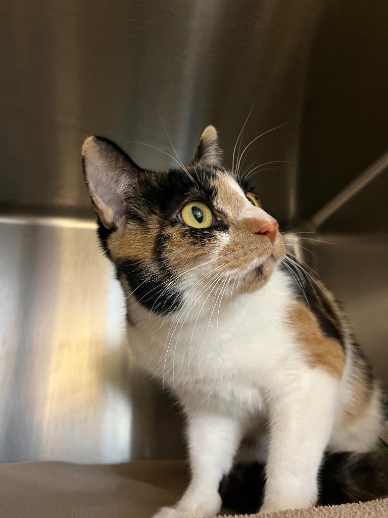 Peaches, Adoptable, Young Female Calico.