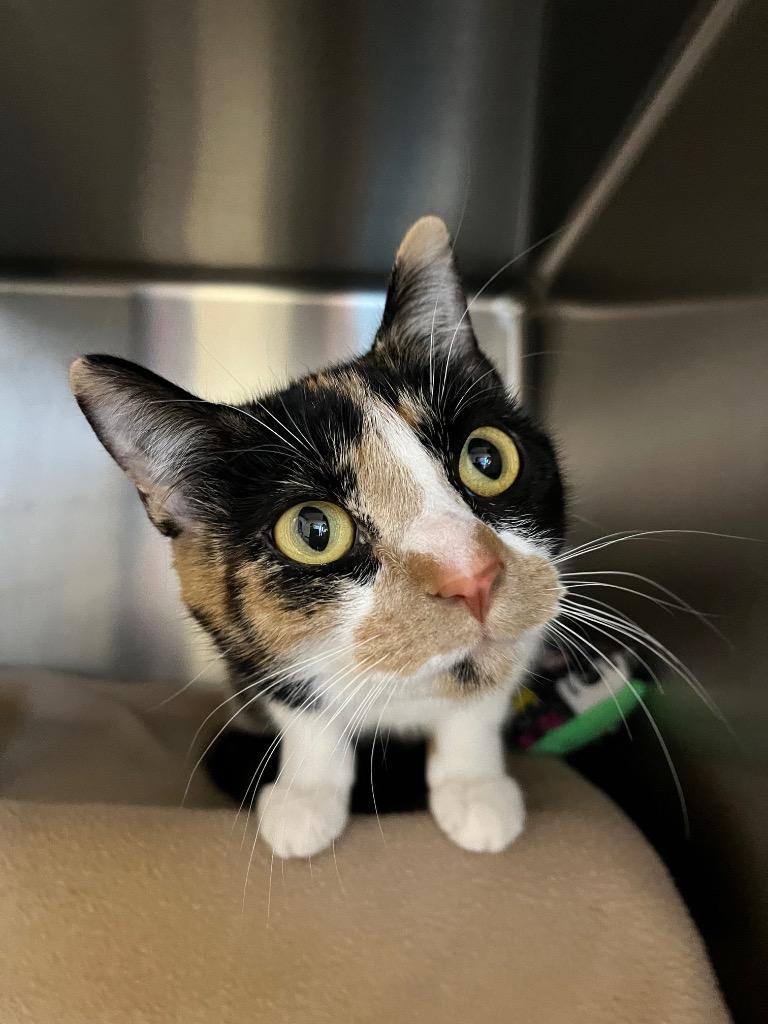 Enlarge Peaches, a Adoptable Calico in Barron, WI image 2/6