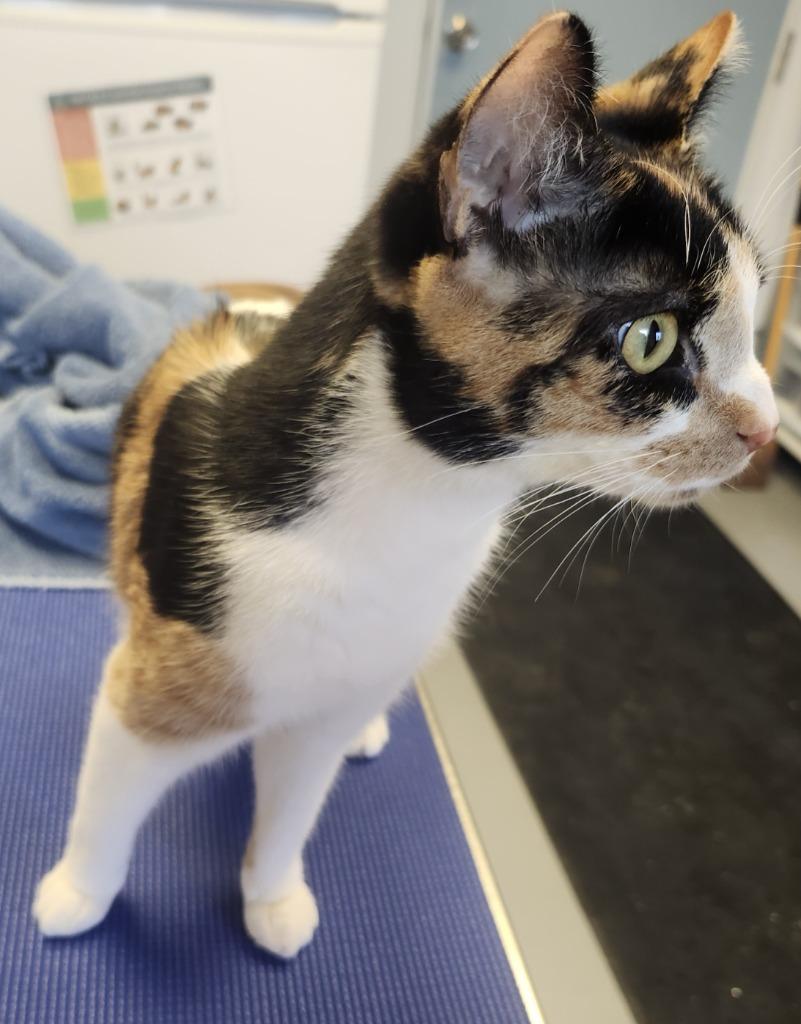 Enlarge Peaches, a Adoptable Calico in Barron, WI image 4/6