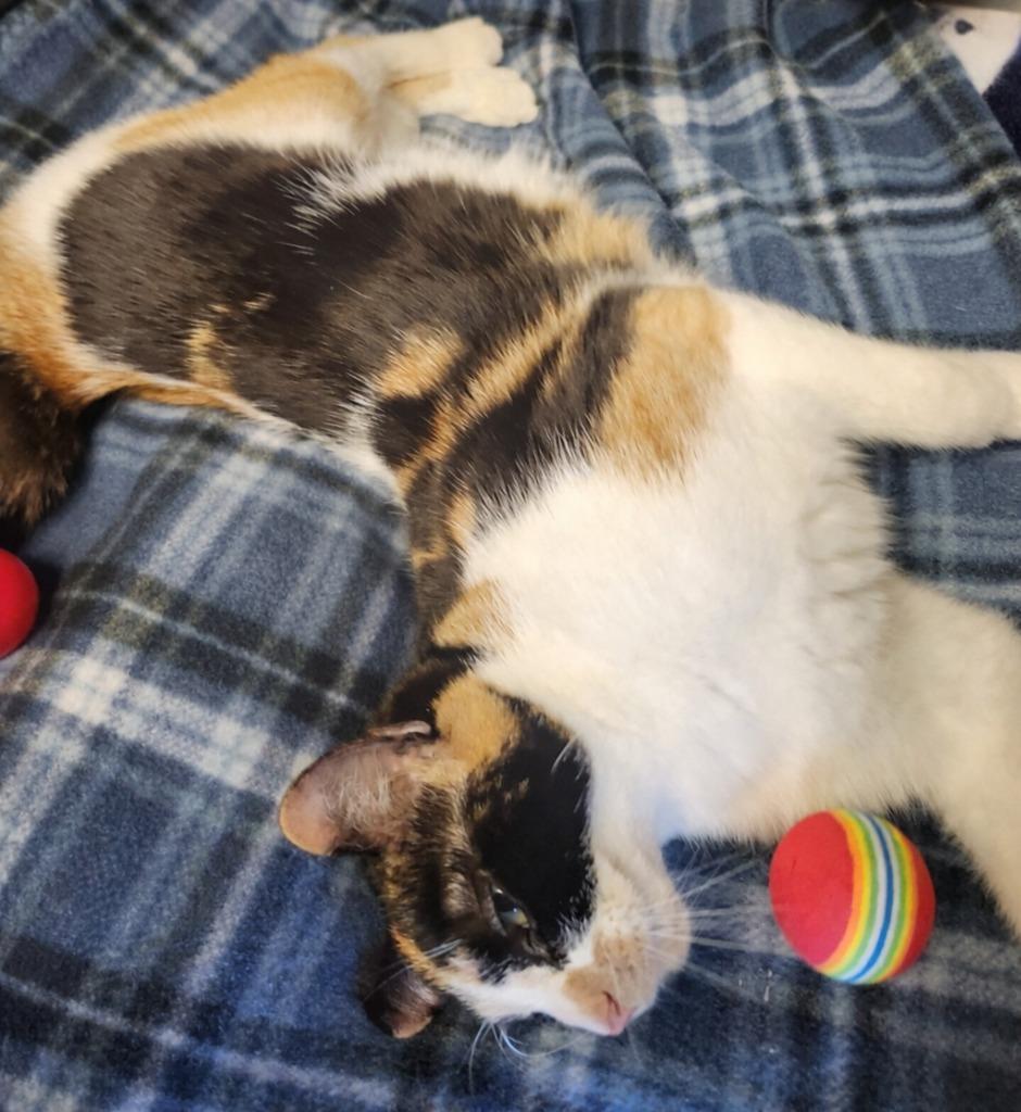 Enlarge Peaches, a Adoptable Calico in Barron, WI image 5/6