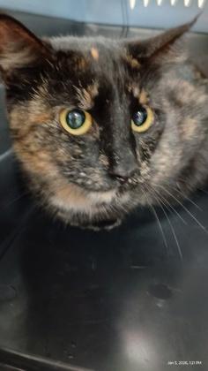 Lilac, adopted, Adult Female Domestic Short Hair.