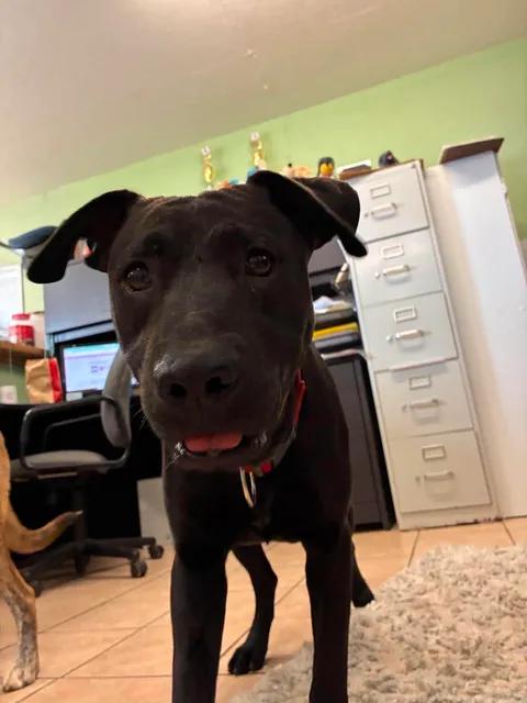 Dean, a ADOPTABLE mixed breed in Mason City, IL image 4/6