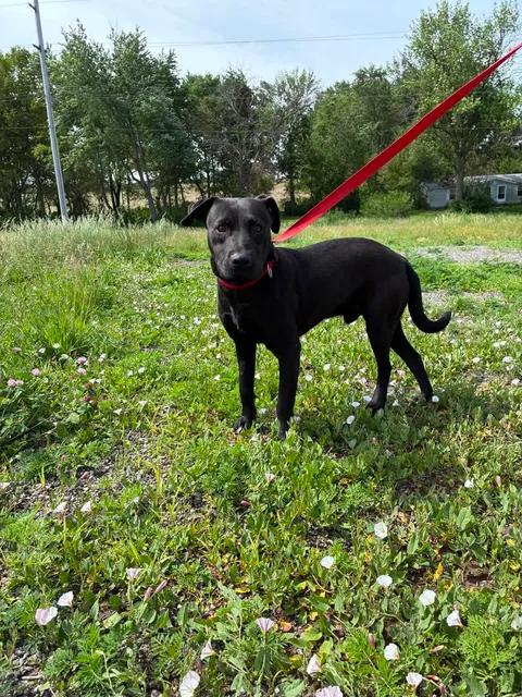 Dean, a ADOPTABLE mixed breed in Mason City, IL image 3/6