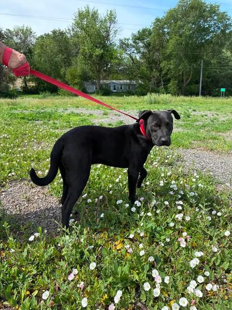 Dean, a ADOPTABLE mixed breed in Mason City, IL image 2/6