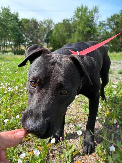 Dean, a ADOPTABLE mixed breed in Mason City, IL image 6/6