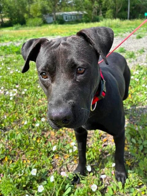 Dean, ADOPTABLE, Young Male Black Labrador Retriever & Pit Bull Terrier.