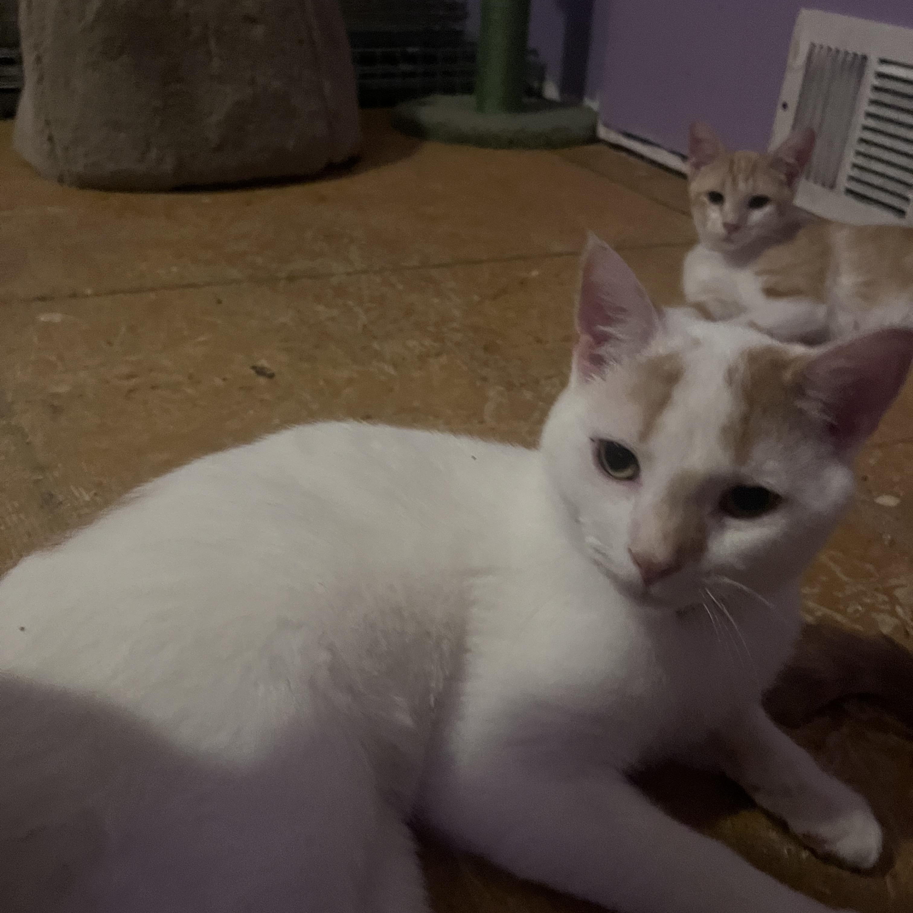 Enlarge Marmalade, a ADOPTABLE Turkish Van in Newark valley, NY image 2/6