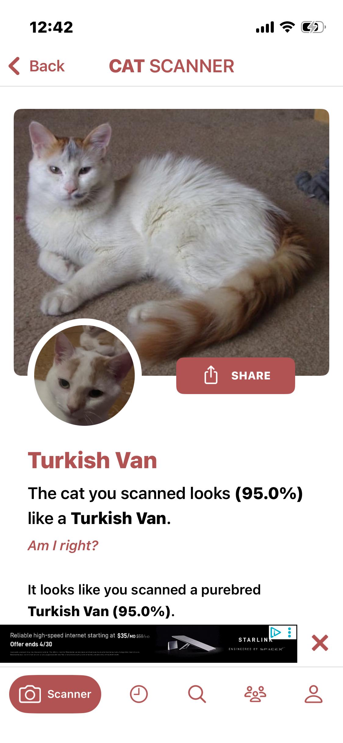 Enlarge Marmalade, a ADOPTABLE Turkish Van in Newark valley, NY image 4/6