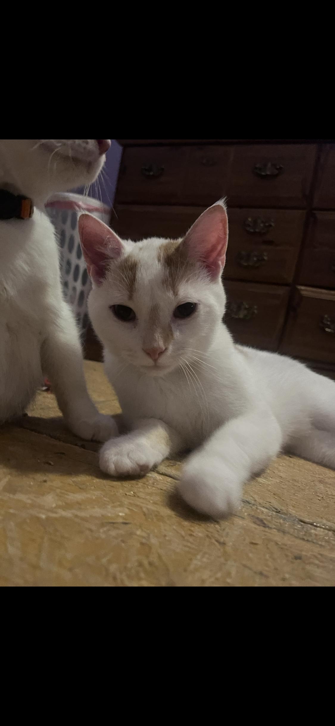 Enlarge Marmalade, a ADOPTABLE Turkish Van in Newark valley, NY image 1/6