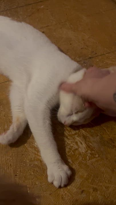 Enlarge Marmalade, a ADOPTABLE Turkish Van in Newark valley, NY video 3/6