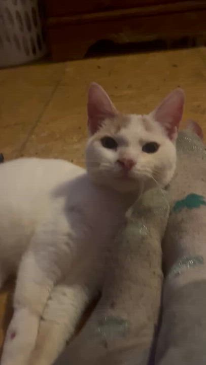 Enlarge Marmalade, a ADOPTABLE Turkish Van in Newark valley, NY video 5/6