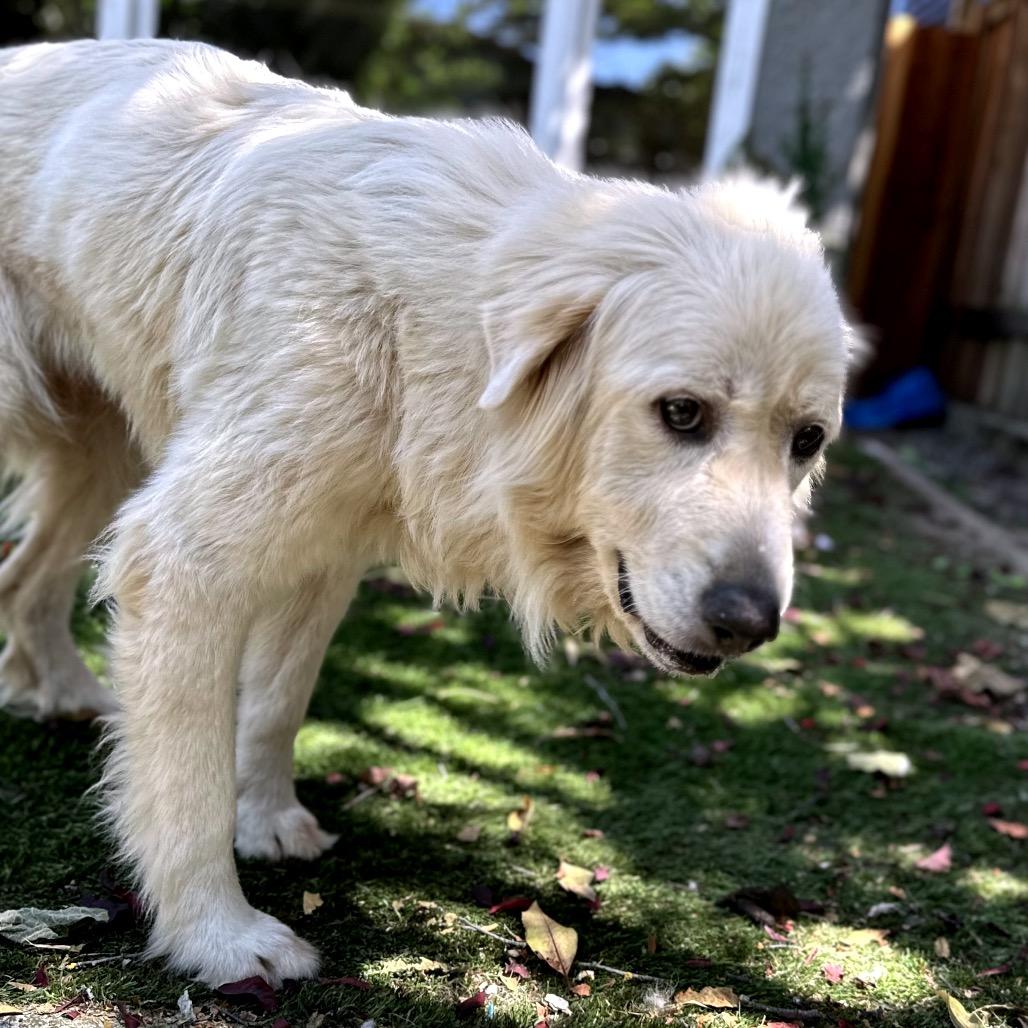MADELINE, Adoptable, Adult Female Great Pyrenees.