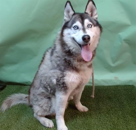 ZEUS, Adoptable, Adult Male Siberian Husky.