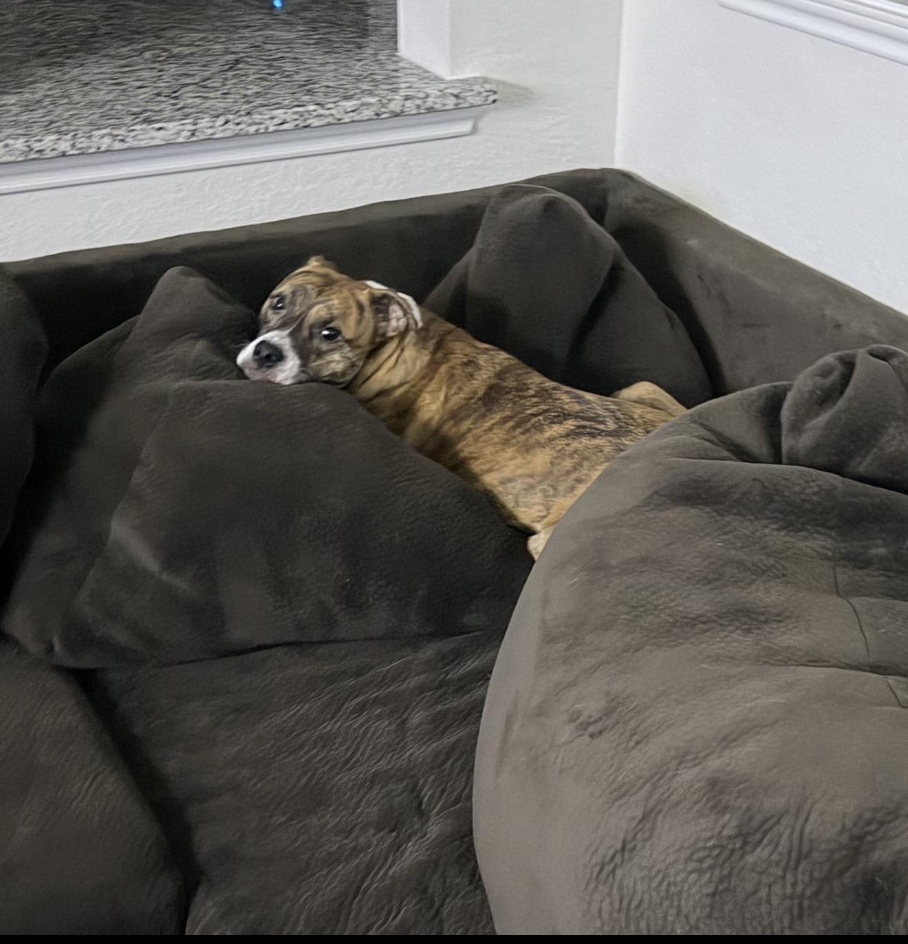 Enlarge Remi, a ADOPTABLE mixed breed in Cypress, TX image 6/6