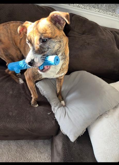 Enlarge Remi, a ADOPTABLE mixed breed in Cypress, TX image 4/6