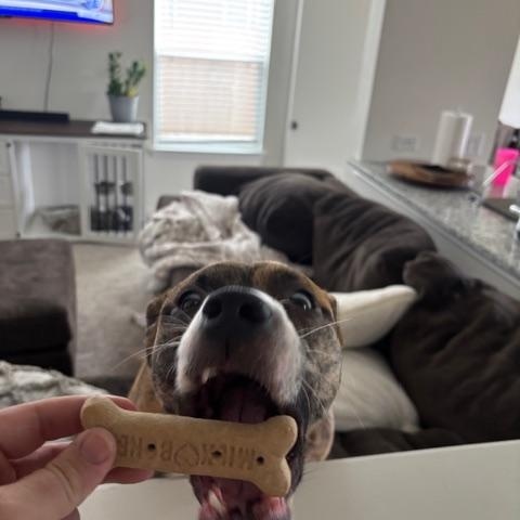 Enlarge Remi, a ADOPTABLE mixed breed in Cypress, TX image 5/6