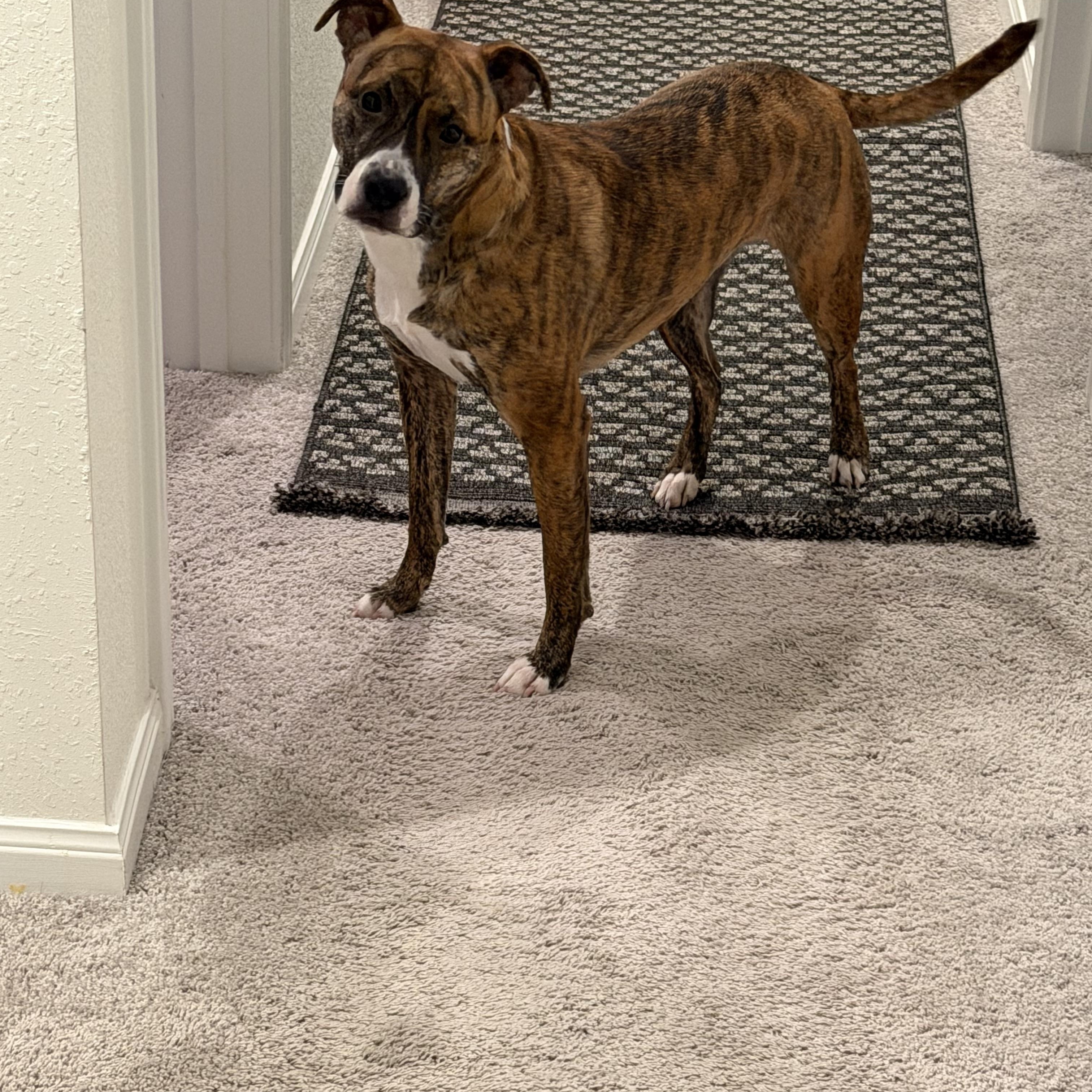 Remi, ADOPTABLE, Adult Female Pit Bull Terrier.