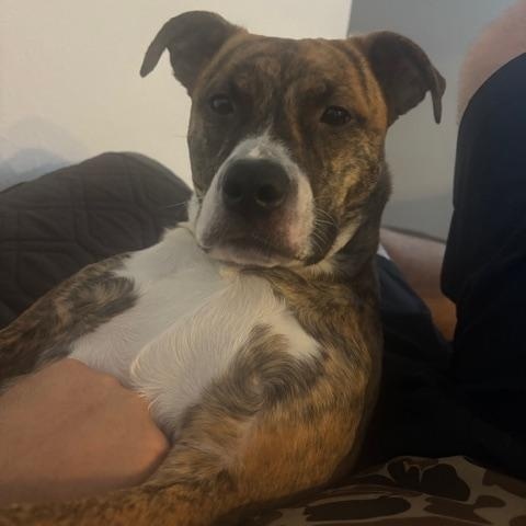 Enlarge Remi, a ADOPTABLE mixed breed in Cypress, TX image 3/6