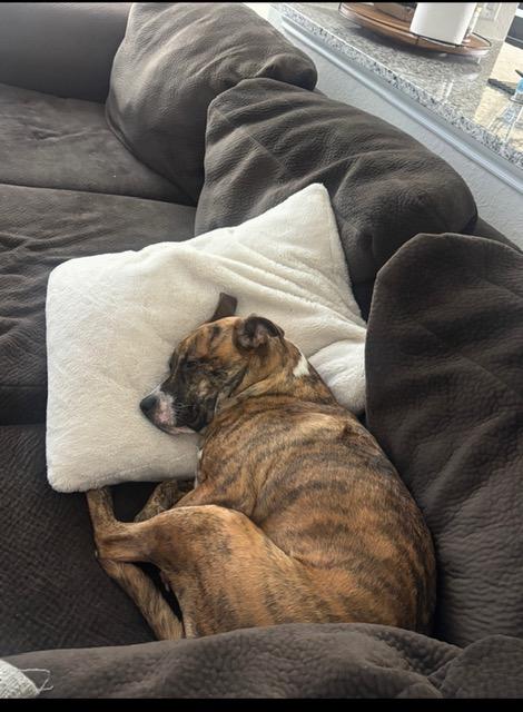 Enlarge Remi, a ADOPTABLE mixed breed in Cypress, TX image 2/6