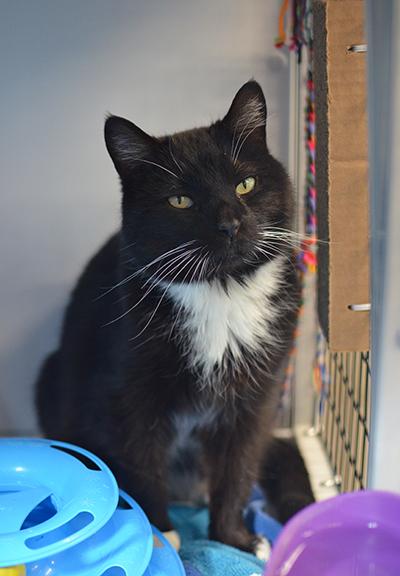 Enlarge Penny, a ADOPTABLE mixed breed in Rapid City, SD image 4/4