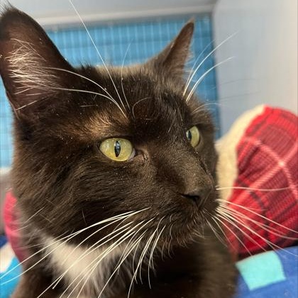 Enlarge Penny, a ADOPTABLE mixed breed in Rapid City, SD image 2/4