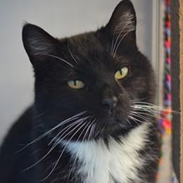 Penny, ADOPTABLE, Adult Female Domestic Medium Hair.