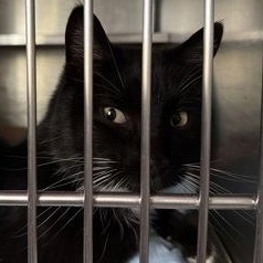 Enlarge Penny, a ADOPTABLE mixed breed in Rapid City, SD image 3/4