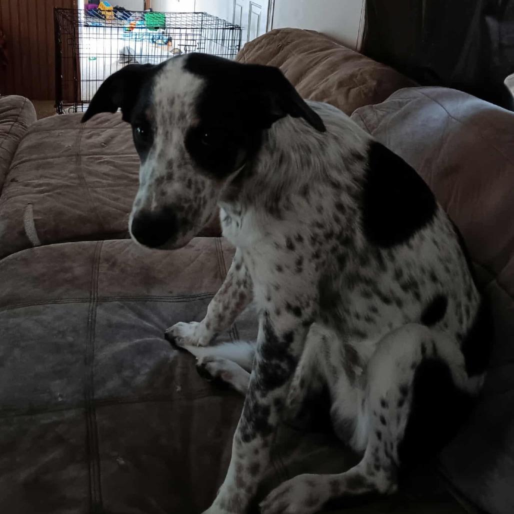 Chase, Adoptable, Young Male Hound.