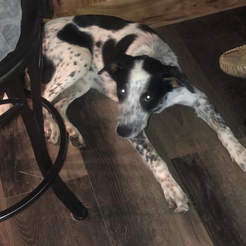 Enlarge Chase, a Adoptable Hound in Blair, WI image 3/3