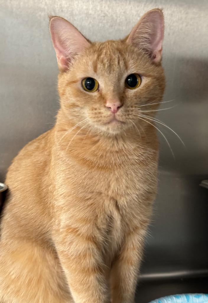 Enlarge Isobel, a Adoptable mixed breed in Lunenburg, MA image 1/2