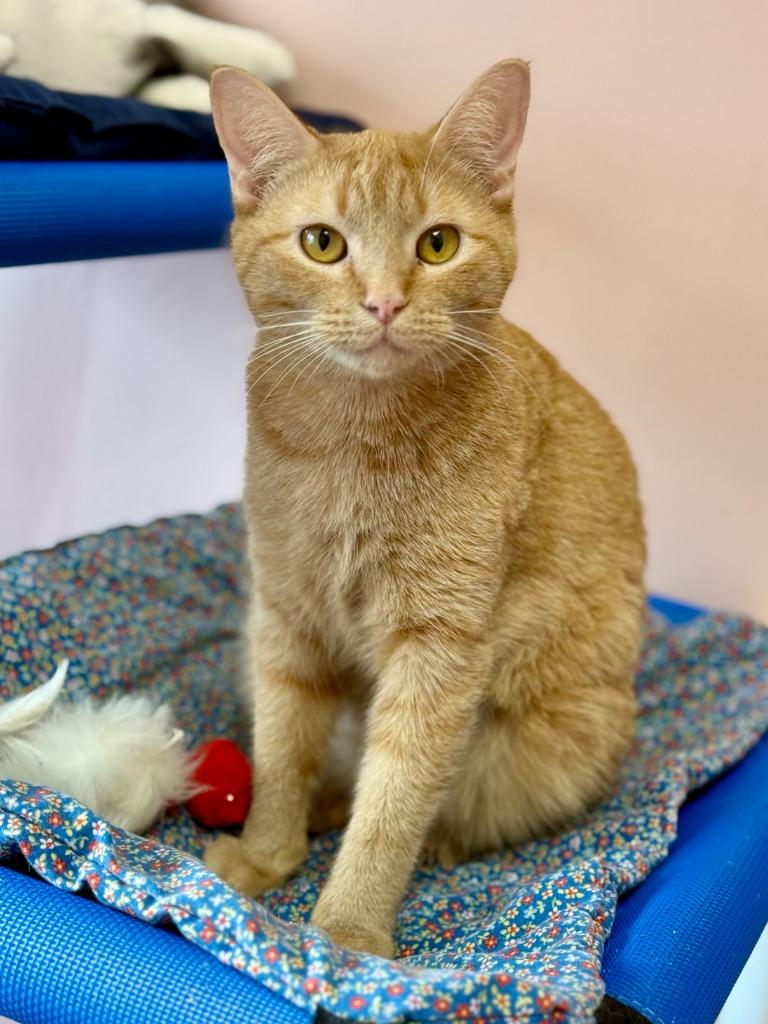 Enlarge Isobel, a Adoptable mixed breed in Lunenburg, MA image 2/2