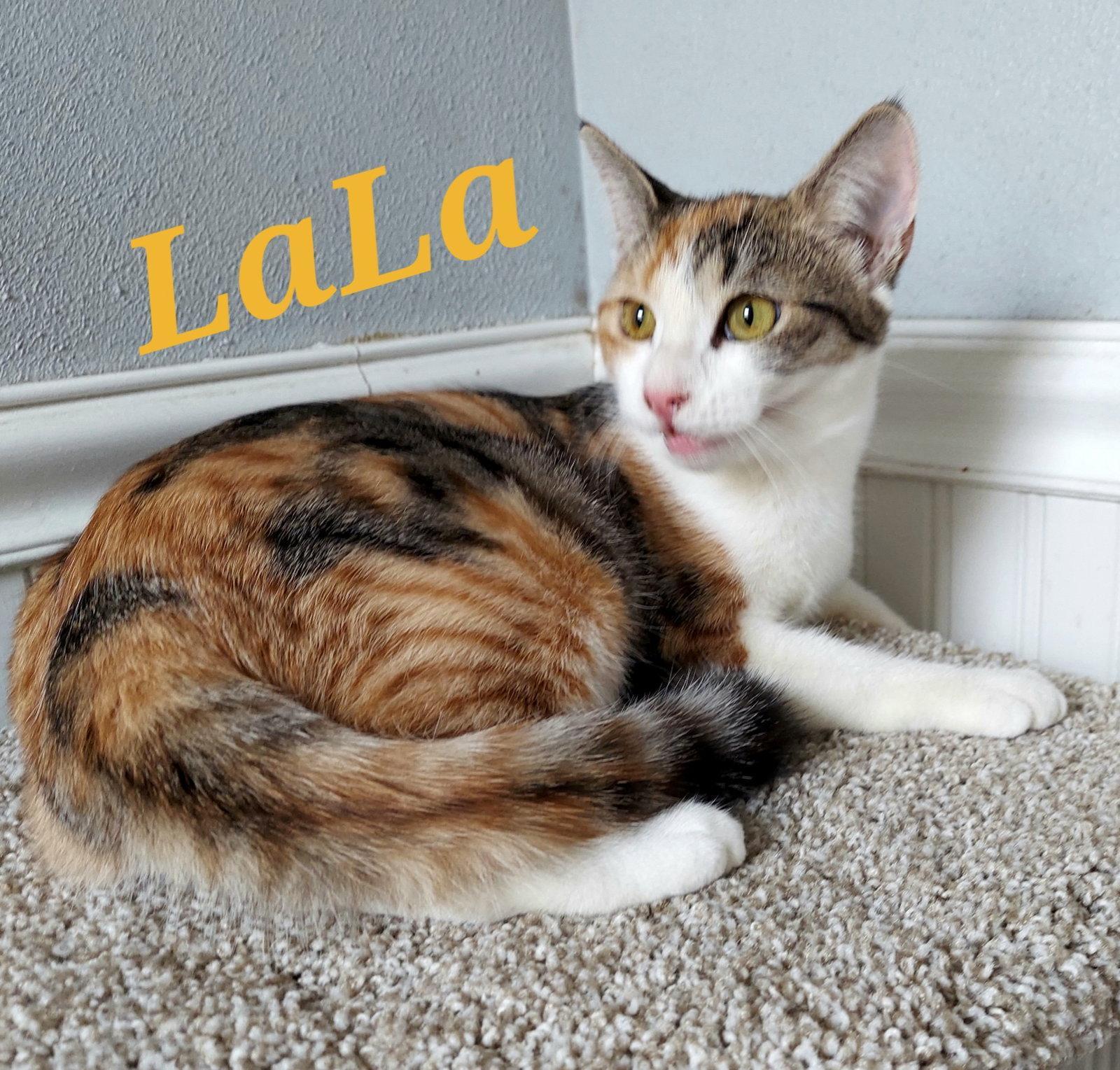 LaLa, Adoptable, Young Female Calico & Tabby.