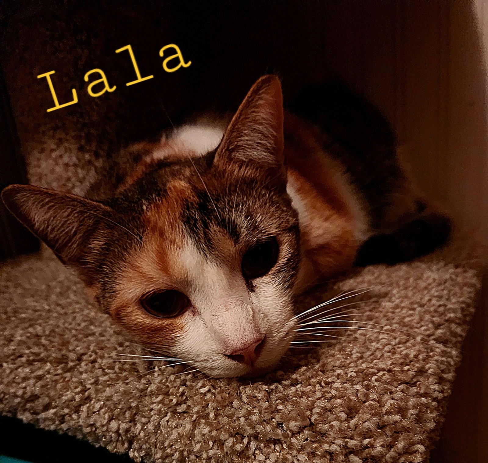 Enlarge LaLa, a Adoptable mixed breed in Monrovia, CA image 2/3