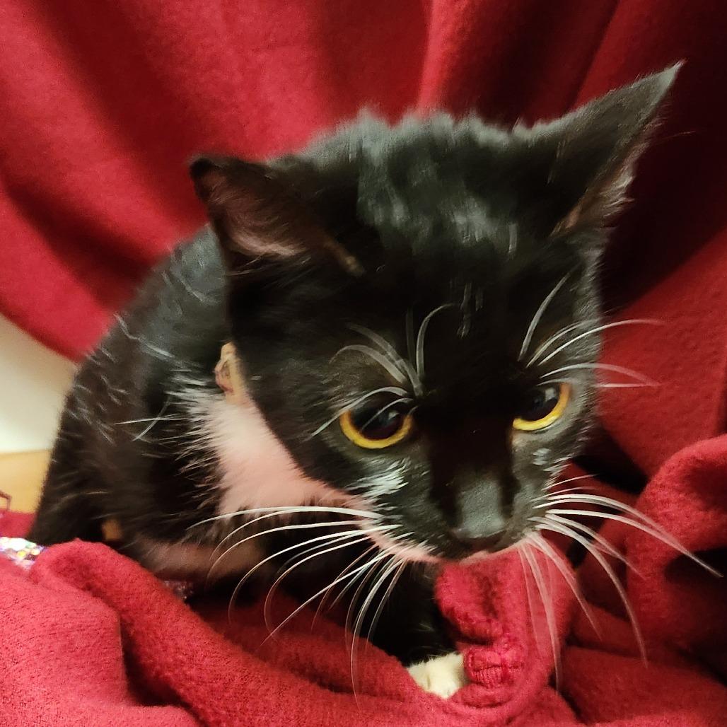 Baby, Adoptable, Adult Female Domestic Short Hair.