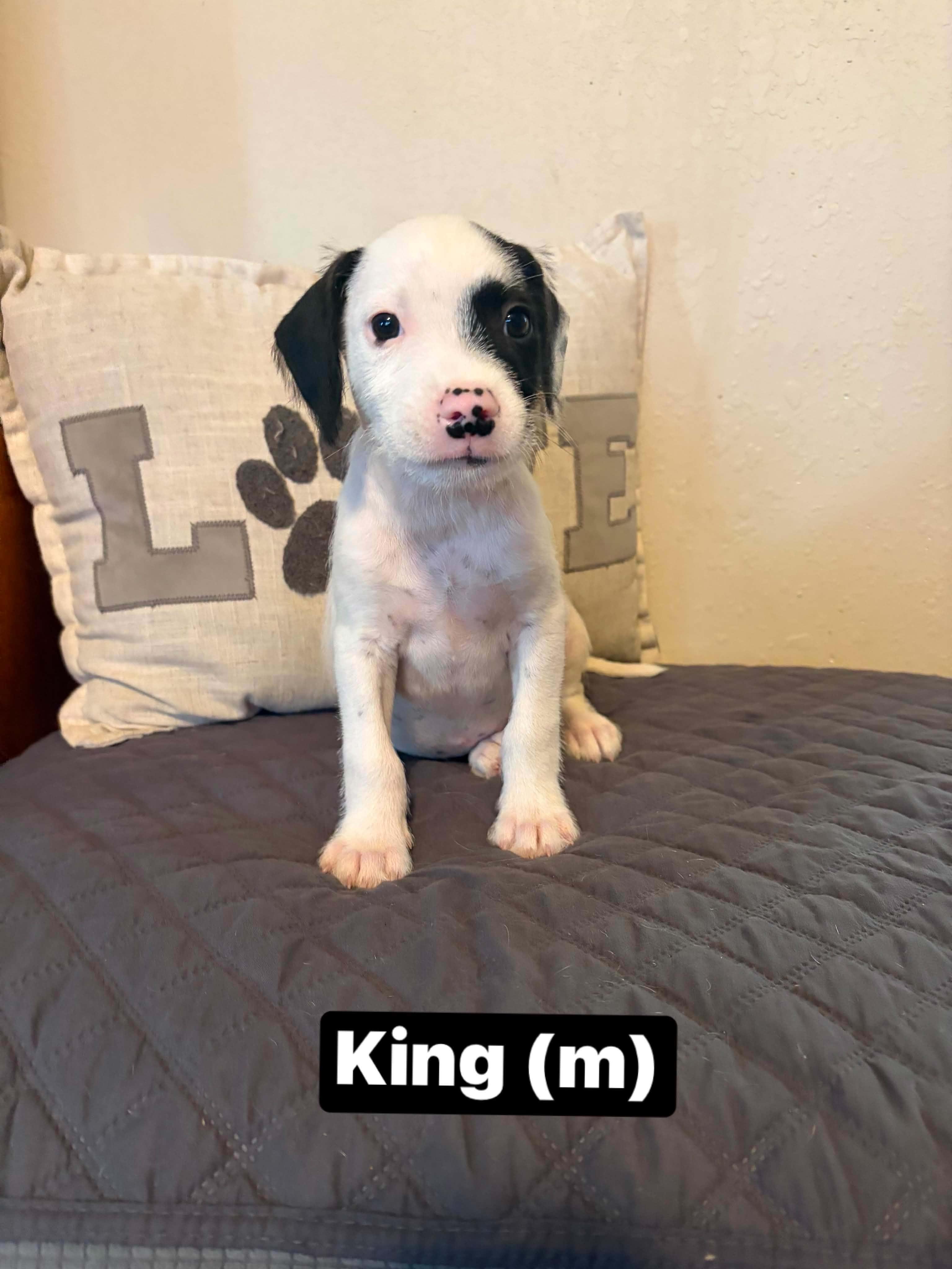 King, ADOPTABLE, Puppy Male Boxer & Terrier.