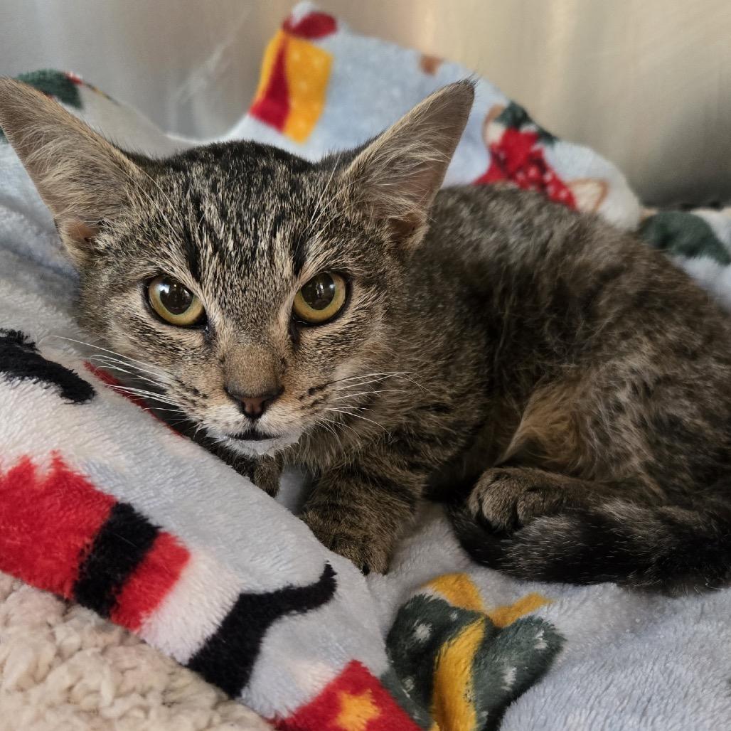 Enlarge Wombat, a Adoptable Domestic Short Hair in Starkville, MS image 1/1