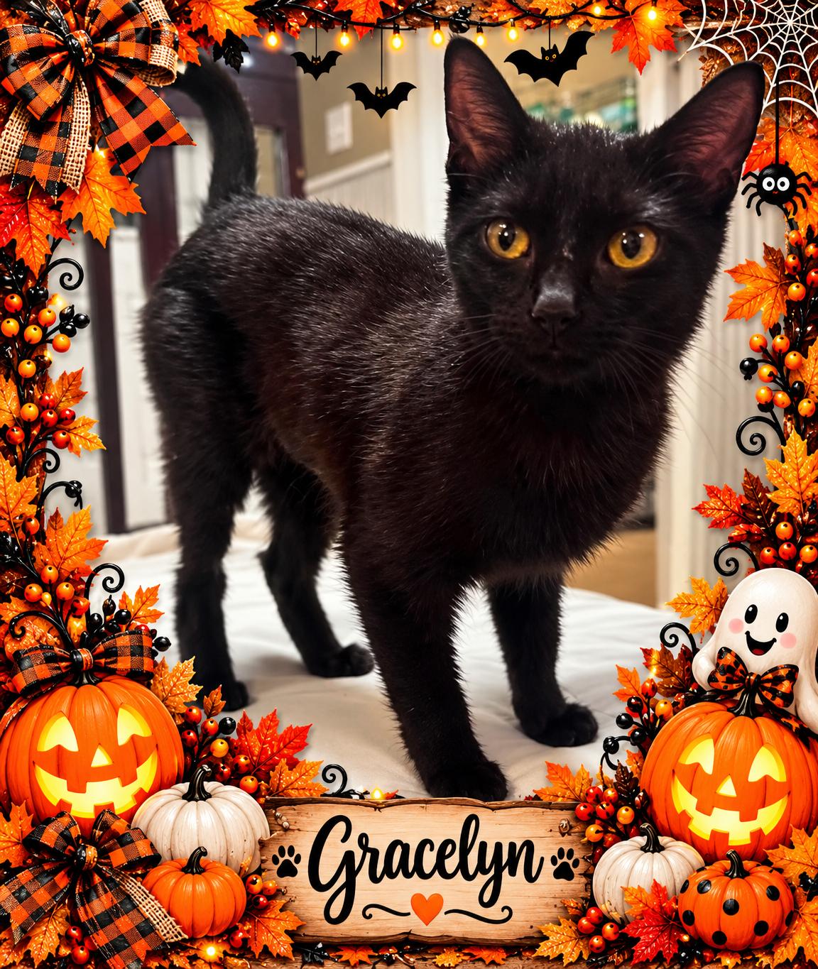 Enlarge Gracelyn-months old-Most Affectionate, a Adoptable mixed breed in Taylor Mill, KY image 1/1